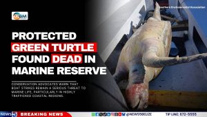 Protected Green Turtle Found Dead in Marine Reserve