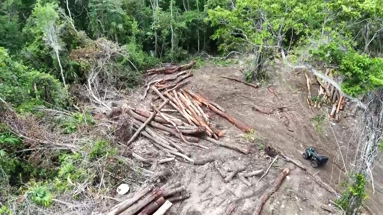 Moratorium on Logging Licenses to Protect Forests