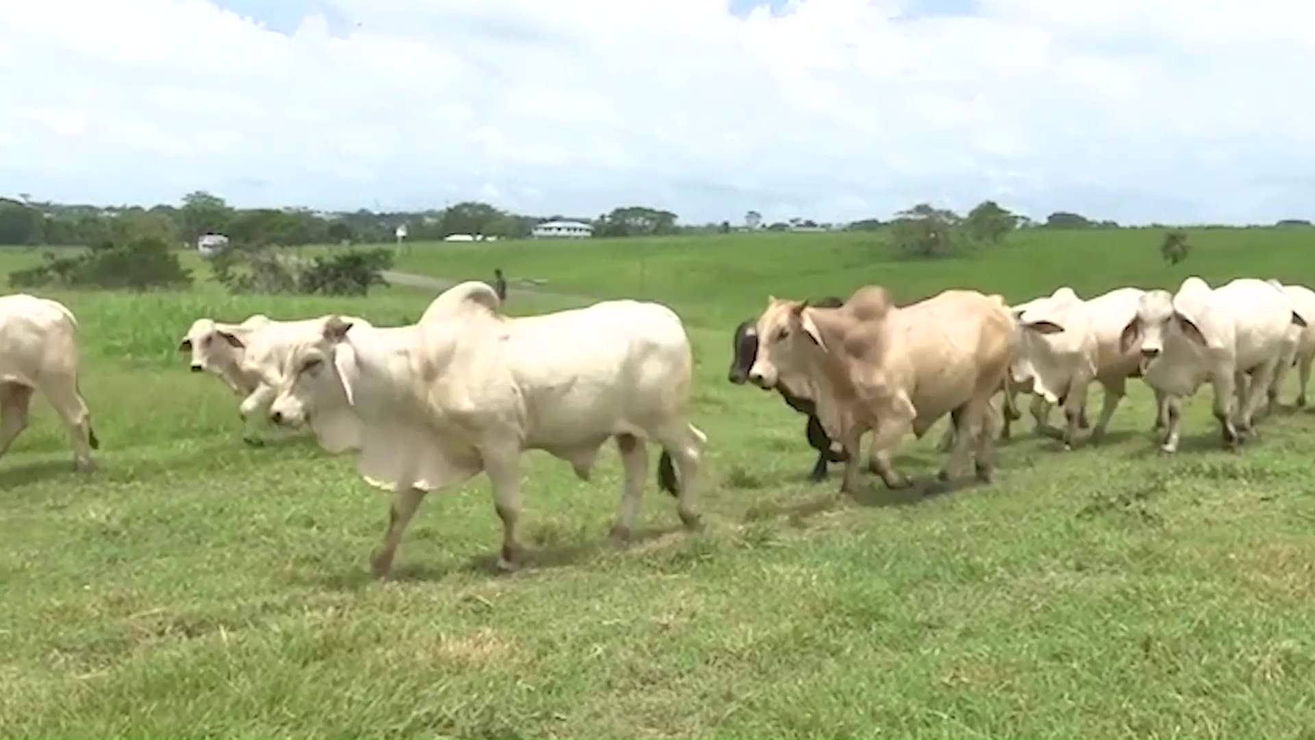 Reimer’s Warns of Screwworm Havoc in Belize