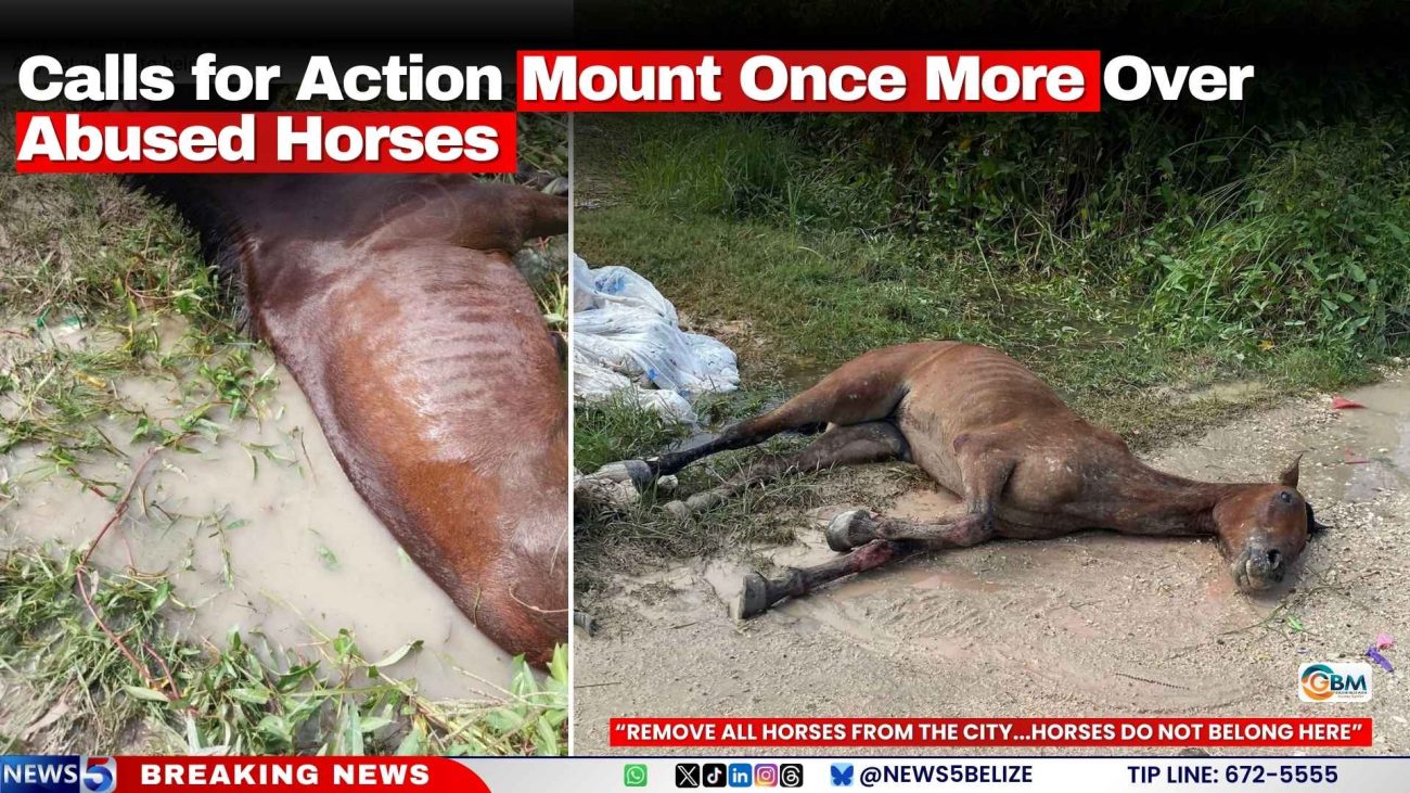 Calls for Action Mount Once More Over Abused Horses