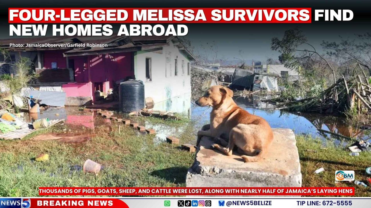 Four-Legged Melissa Survivors Find New Homes Abroad