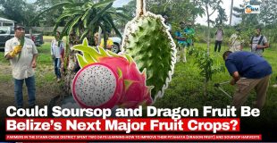 Could Soursop and Dragon Fruit Be Belize’s Next Major Fruit Crops?