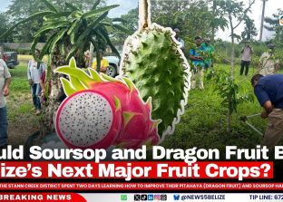 Could Soursop and Dragon Fruit Be Belize’s Next Major Fruit Crops?