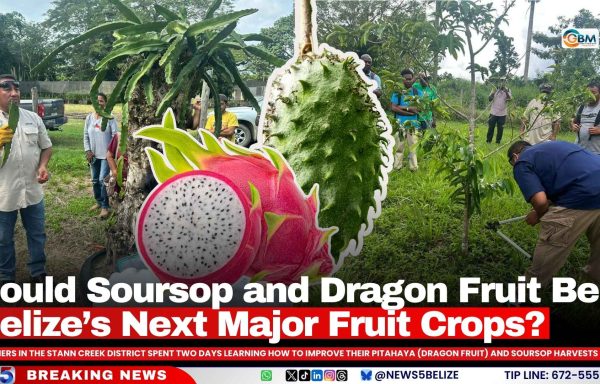 Could Soursop and Dragon Fruit Be Belize’s Next Major Fruit Crops?
