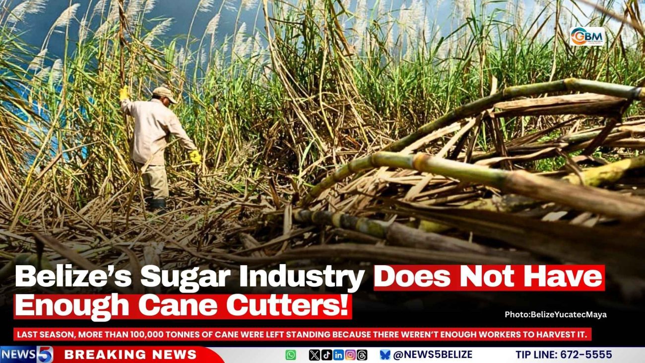 Belize’s Sugar Industry Does Not Have Enough Cane Cutters!