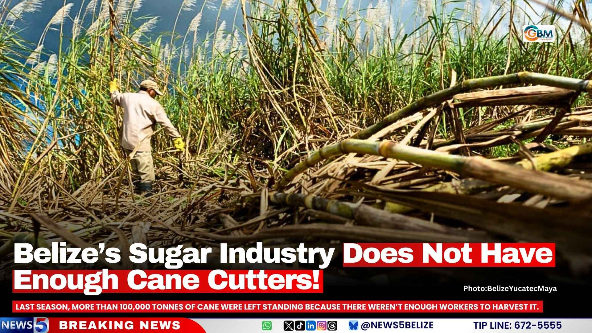 Belize’s Sugar Industry Does Not Have Enough Cane Cutters!