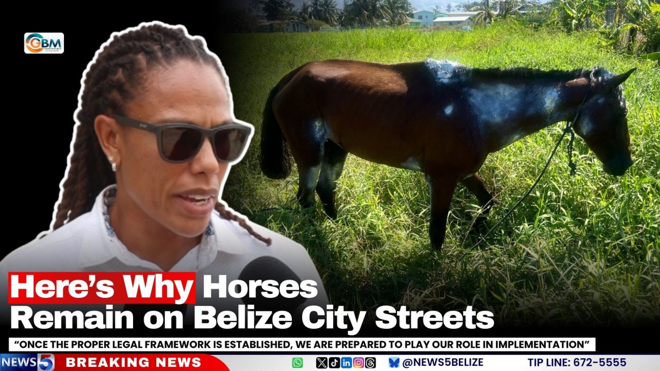 Here’s Why Horses Remain on Belize City Streets