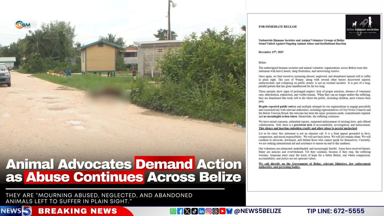 Animal Advocates Demand Action as Abuse Continues Across Belize