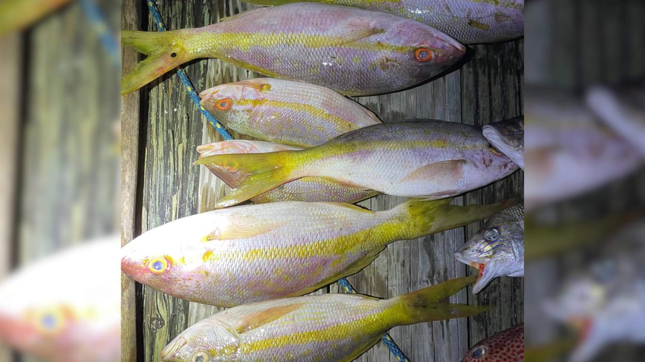 Authorities Crack Down on Illegal Fishing in Sapodilla Cayes