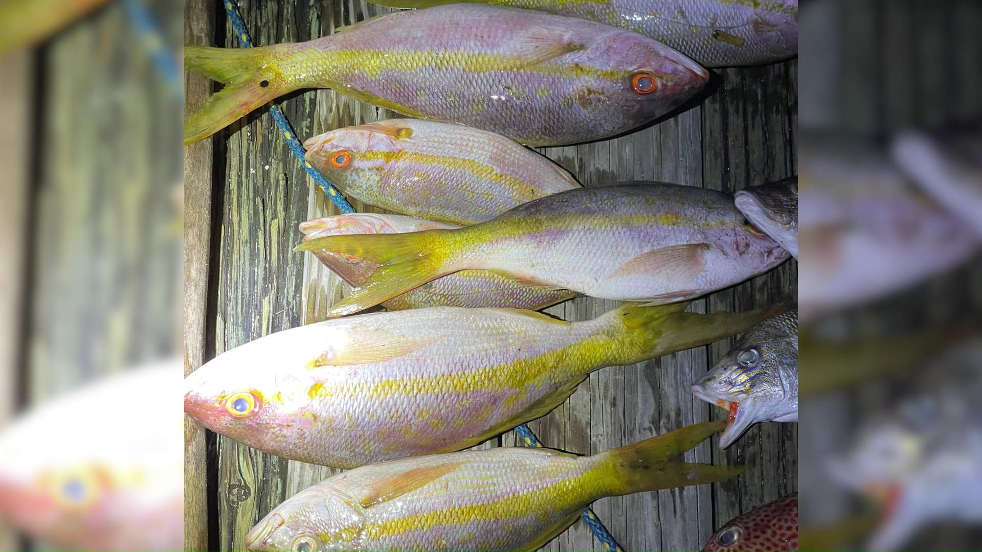 Authorities Crack Down on Illegal Fishing in Sapodilla Cayes