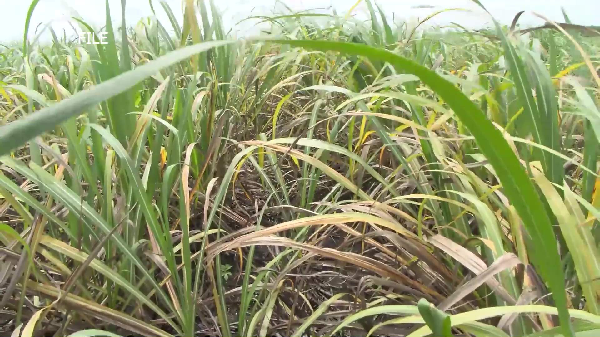 Sugar Crop Start Delayed Again Amid Mill and Road Setbacks