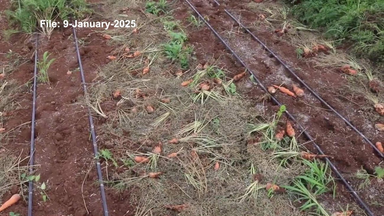 Contraband Carrots Back in Focus as Mai Speaks Out