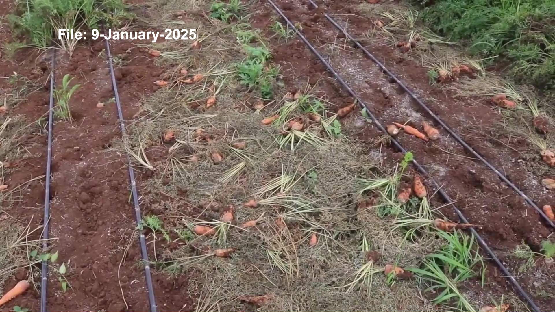 Contraband Carrots Back in Focus as Mai Speaks Out