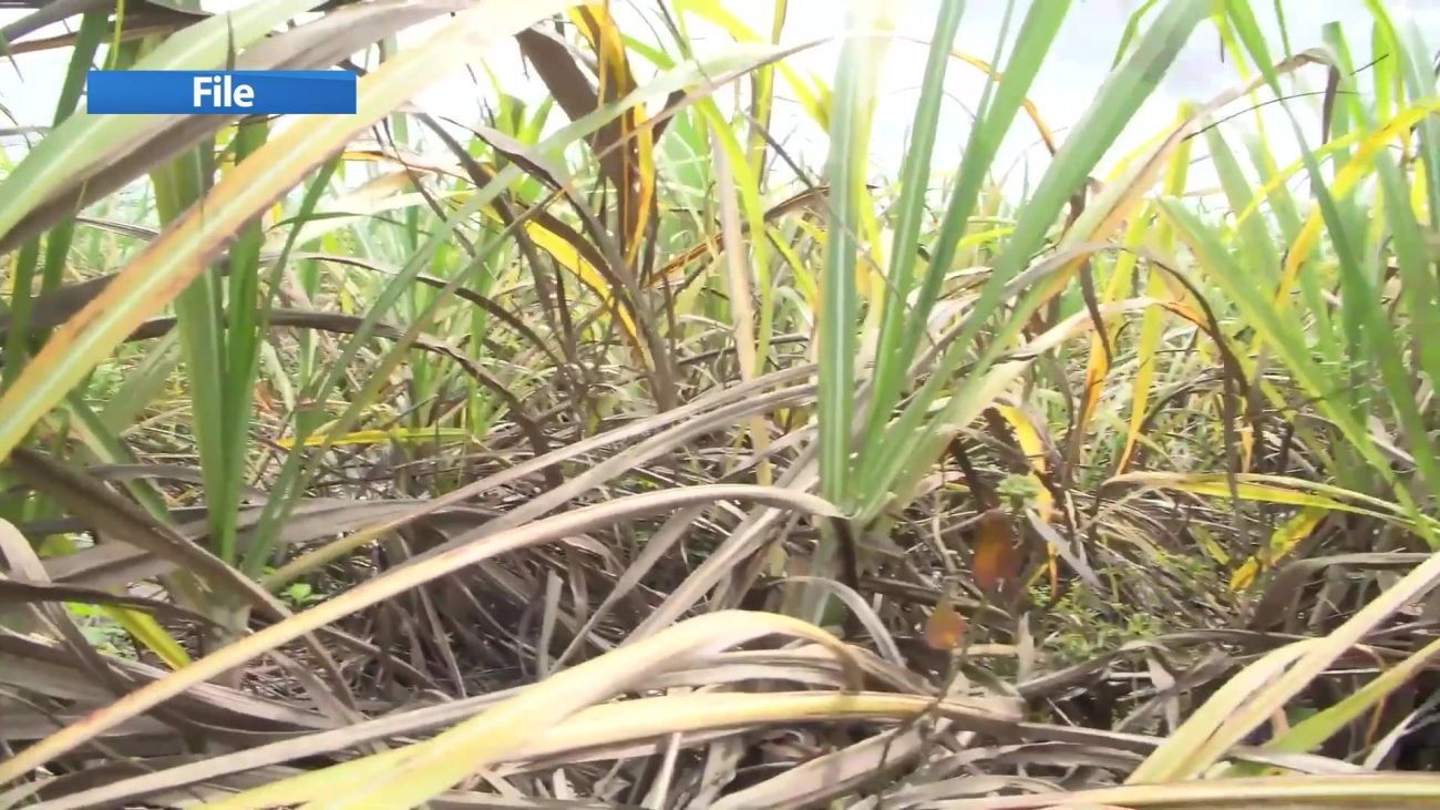 Sugar Farmers Reject PM’s Peacekeeping Claim, Demand Real Reforms