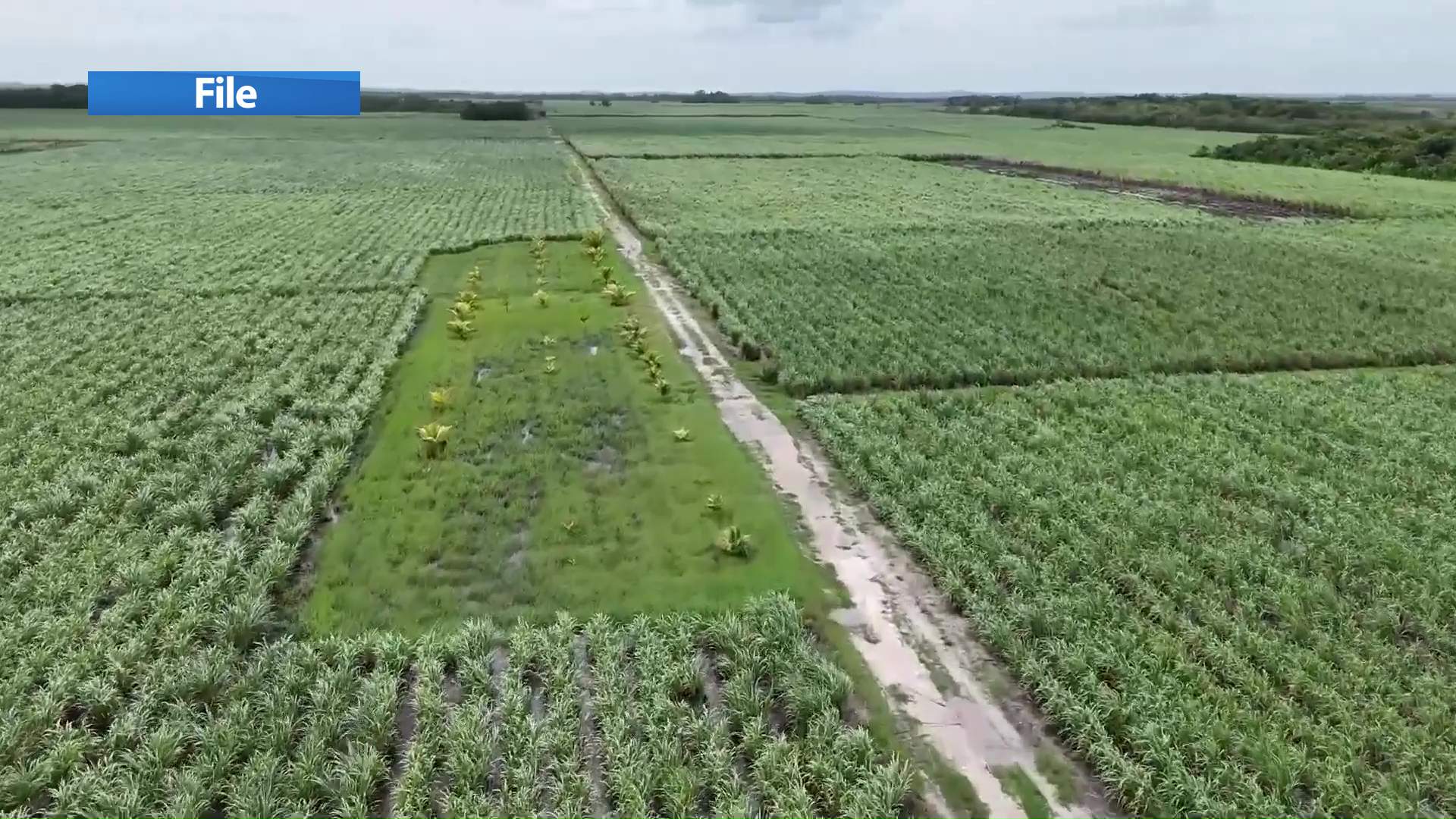 Sugar Season Delay: Blessing and Burden?