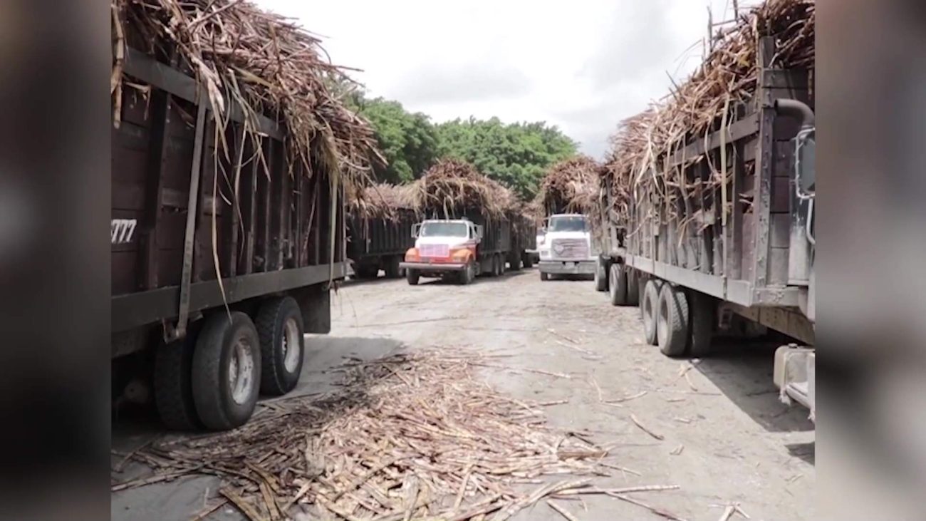 Cane Farmers Call for Tax Cuts After BSI Incentives