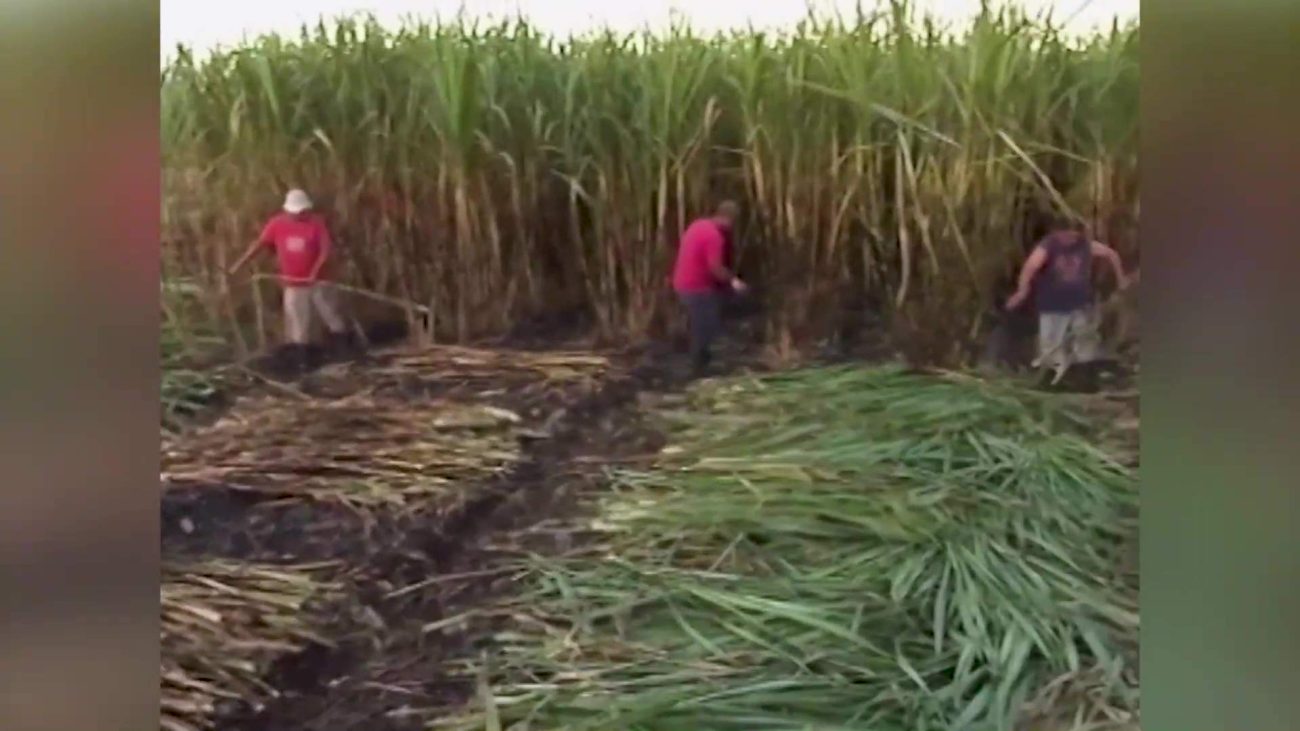 Belize’s Sugar Industry Faces Labor Crunch, Rising Costs