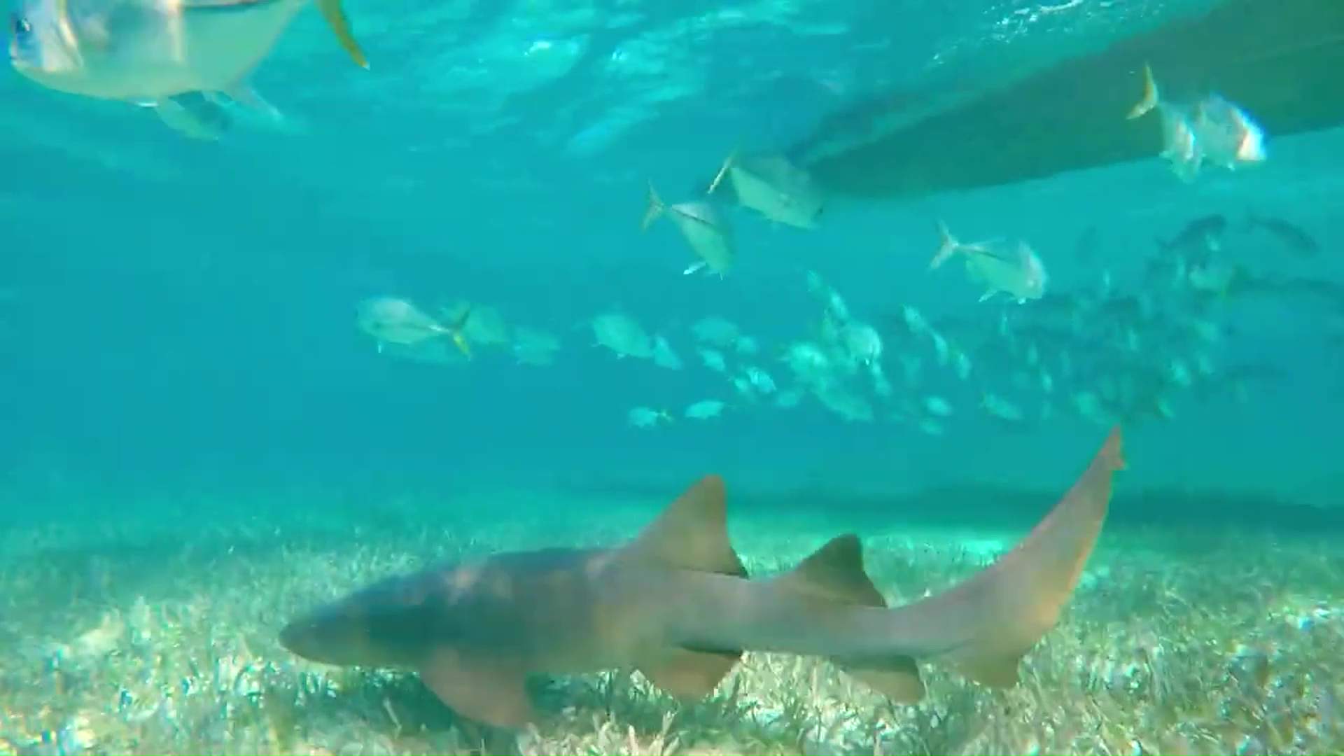 PM Briceño Defends Blue Bond Marine Protections