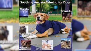 Keeping Pets Calm: Advocates Share Fireworks Safety Tips