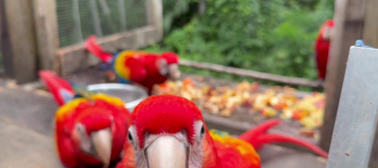 Saving Belize’s Scarlet Macaws: Into the Wild (Pt. 2)