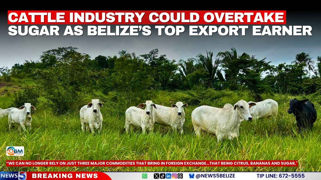 Cattle Industry Could Overtake Sugar as Belize’s Top Export Earner