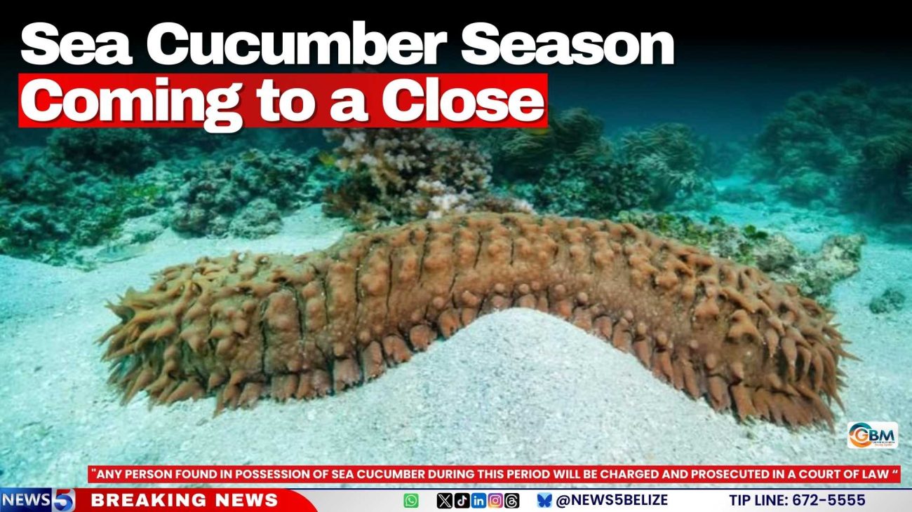 Sea Cucumber Season Coming to a Close