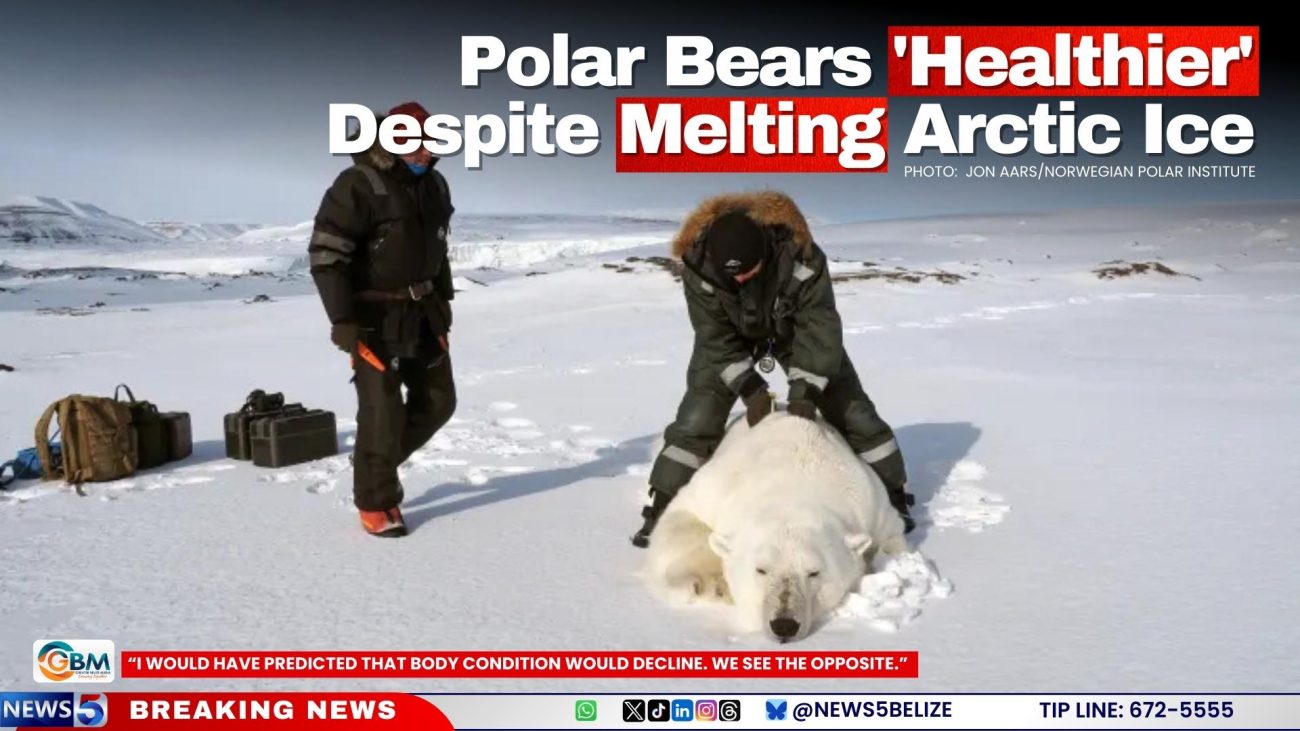 Polar Bears 'Healthier' Despite Melting Arctic Ice
