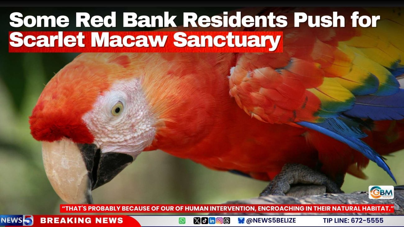 Some Red Bank Residents Push for Scarlet Macaw Sanctuary