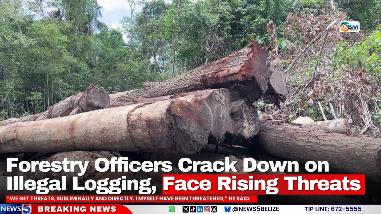 Forestry Officers Crack Down on Illegal Logging, Face Rising Threats
