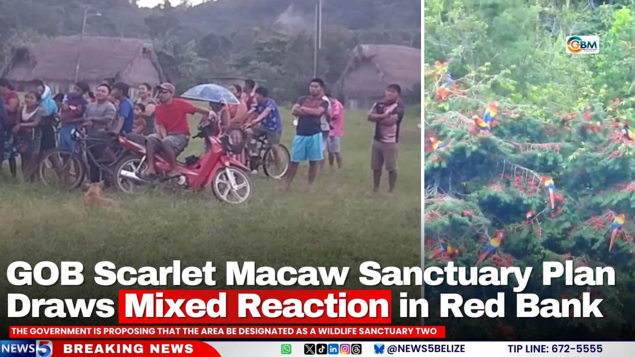 GOB Scarlet Macaw Sanctuary Plan Draws Mixed Reaction in Red Bank
