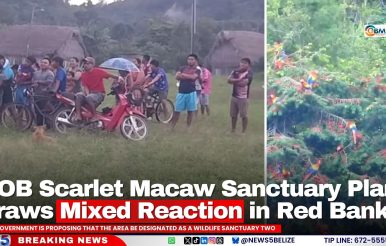 GOB Scarlet Macaw Sanctuary Plan Draws Mixed Reaction in Red Bank