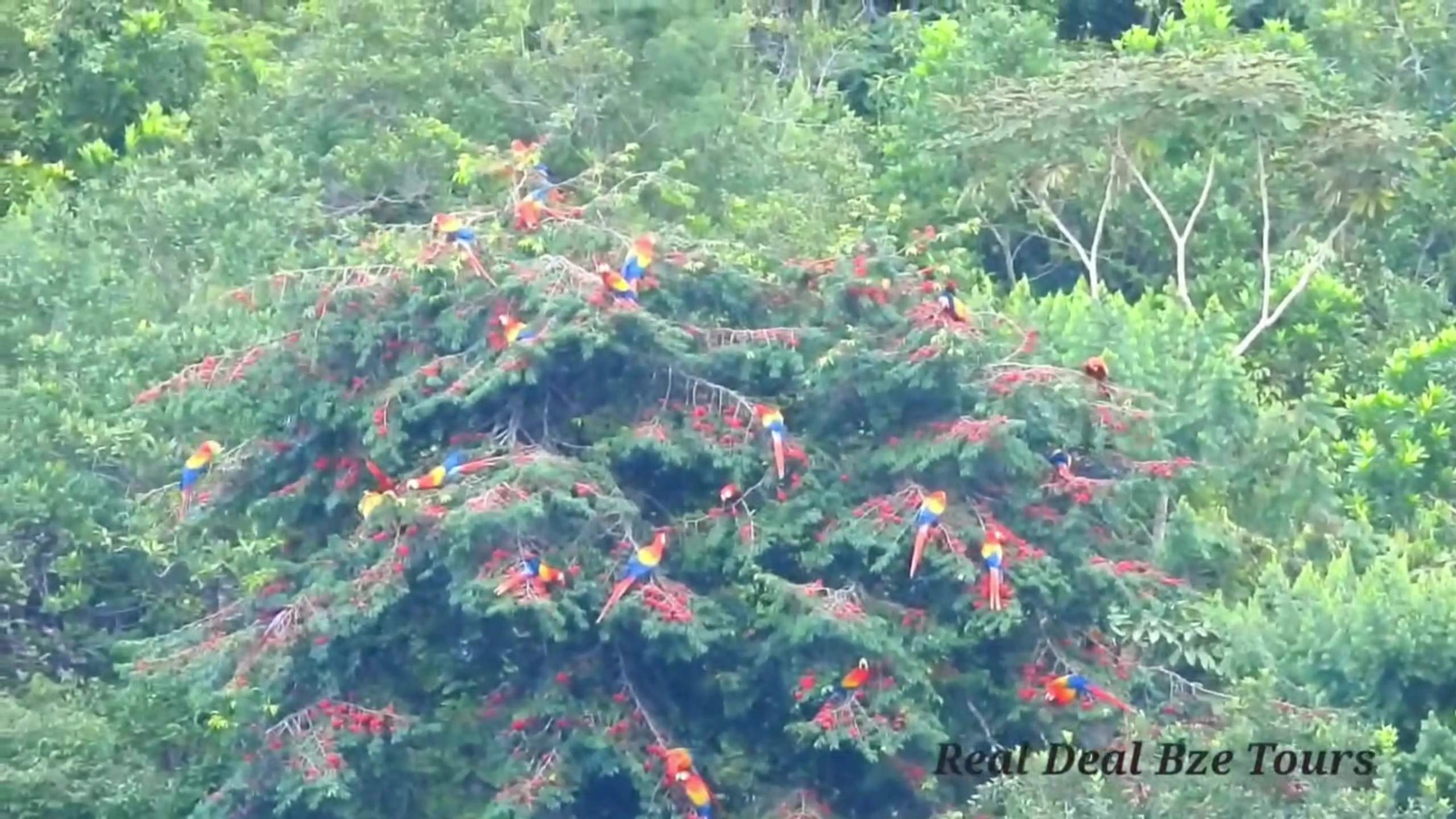 GOB Moves to Establish Macaw Sanctuary in Red Bank 