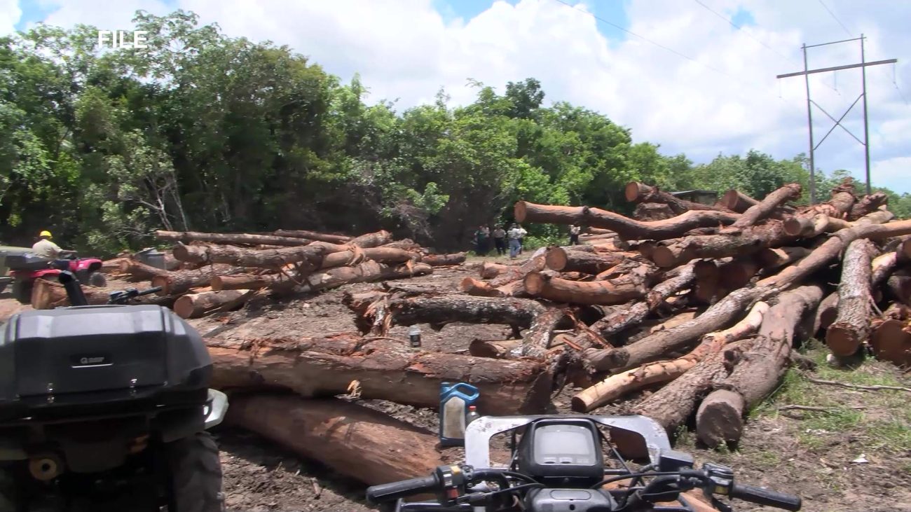 Forest Officers Confront Violence in Line of Duty