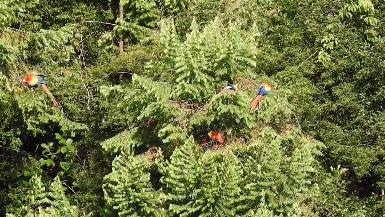 Macaw Sanctuary Plans Leave Red Bank Residents Concerned