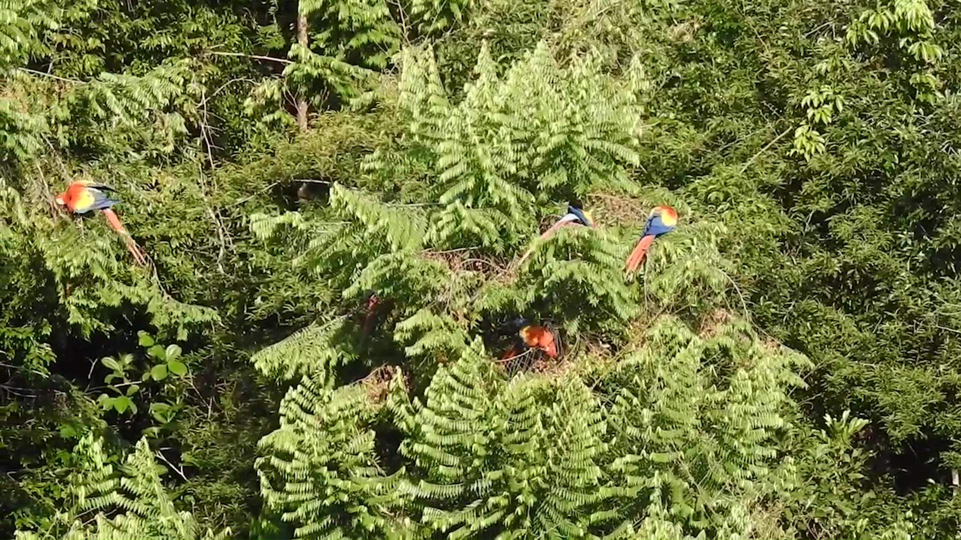 Macaw Sanctuary Plans Leave Red Bank Residents Concerned