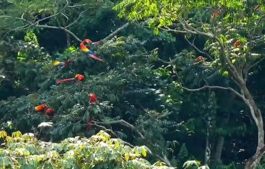 Red Bank rechaza santuario de guacamayos