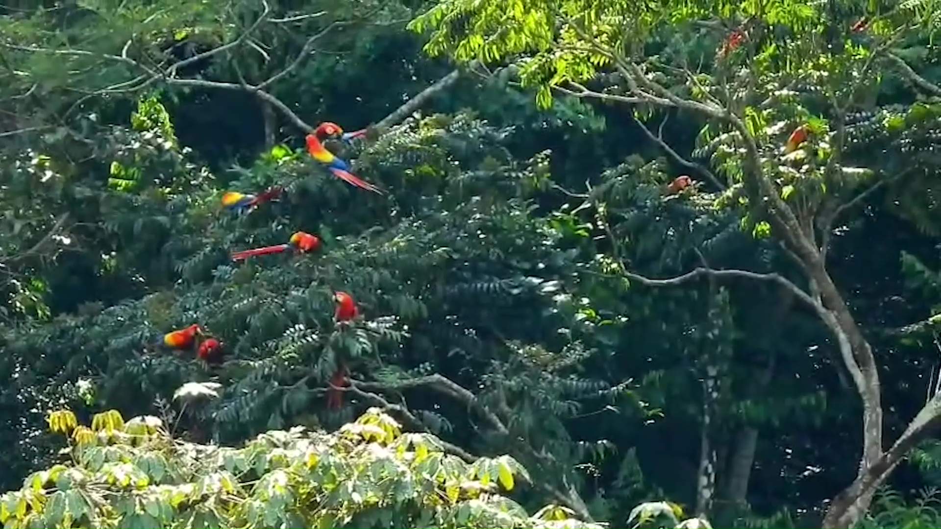 Red Bank rechaza santuario de guacamayos
