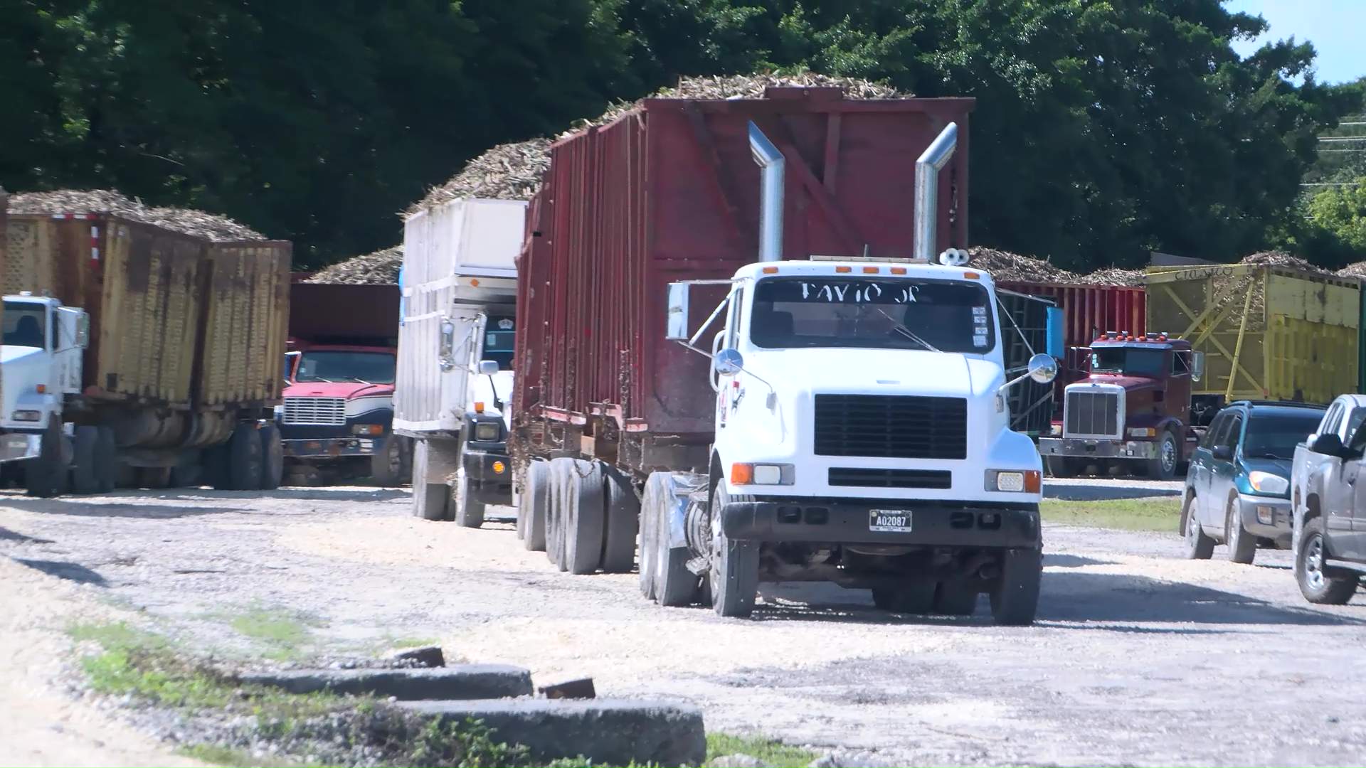 Sugar Cane Season Opens with High Hopes for Successful Harvest