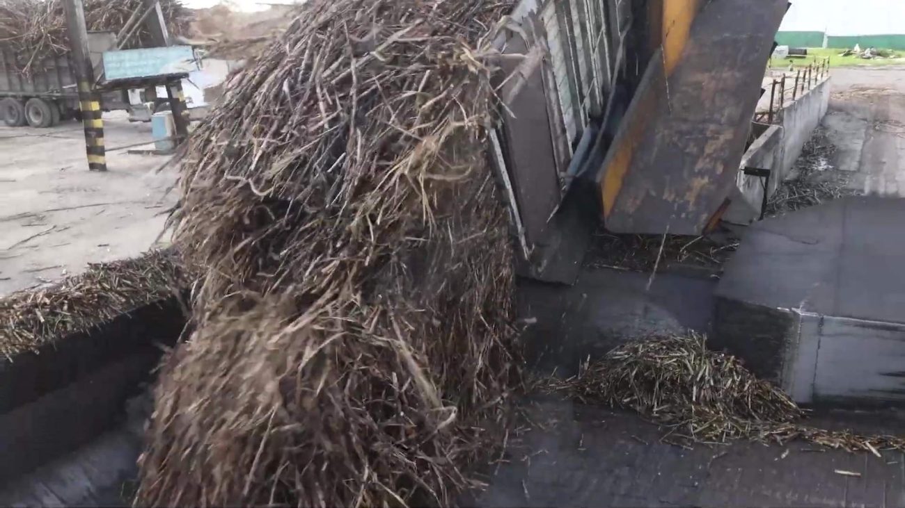 Zafra de caña 2026 inicia con optimismo