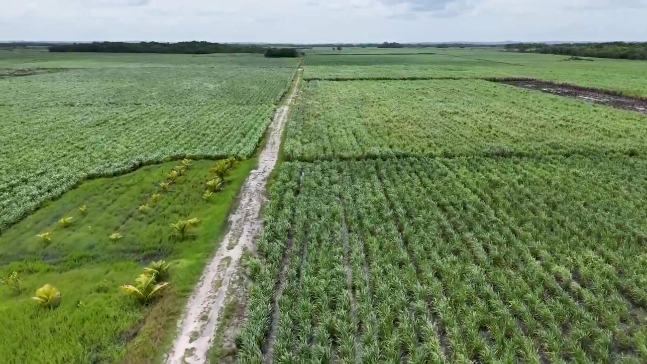 BSI Diversifying Cane Varieties to Safeguard Sugar Industry