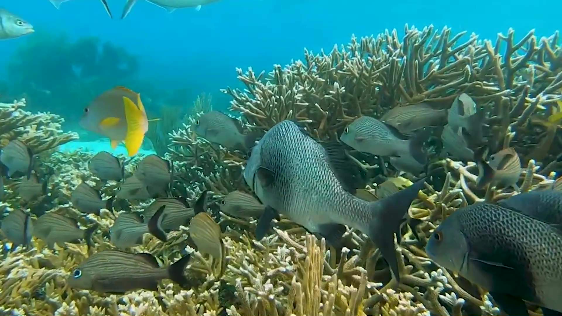 How Managing Wastewater Saves Belize’s Coral Reefs