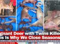 Pregnant Deer with Twins Killed: “This Is Why We Close Seasons”