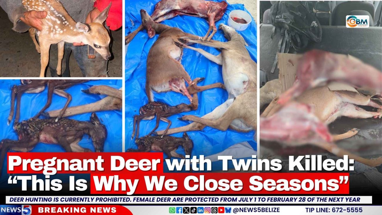 Pregnant Deer with Twins Killed: “This Is Why We Close Seasons”