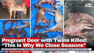 Pregnant Deer with Twins Killed: “This Is Why We Close Seasons”