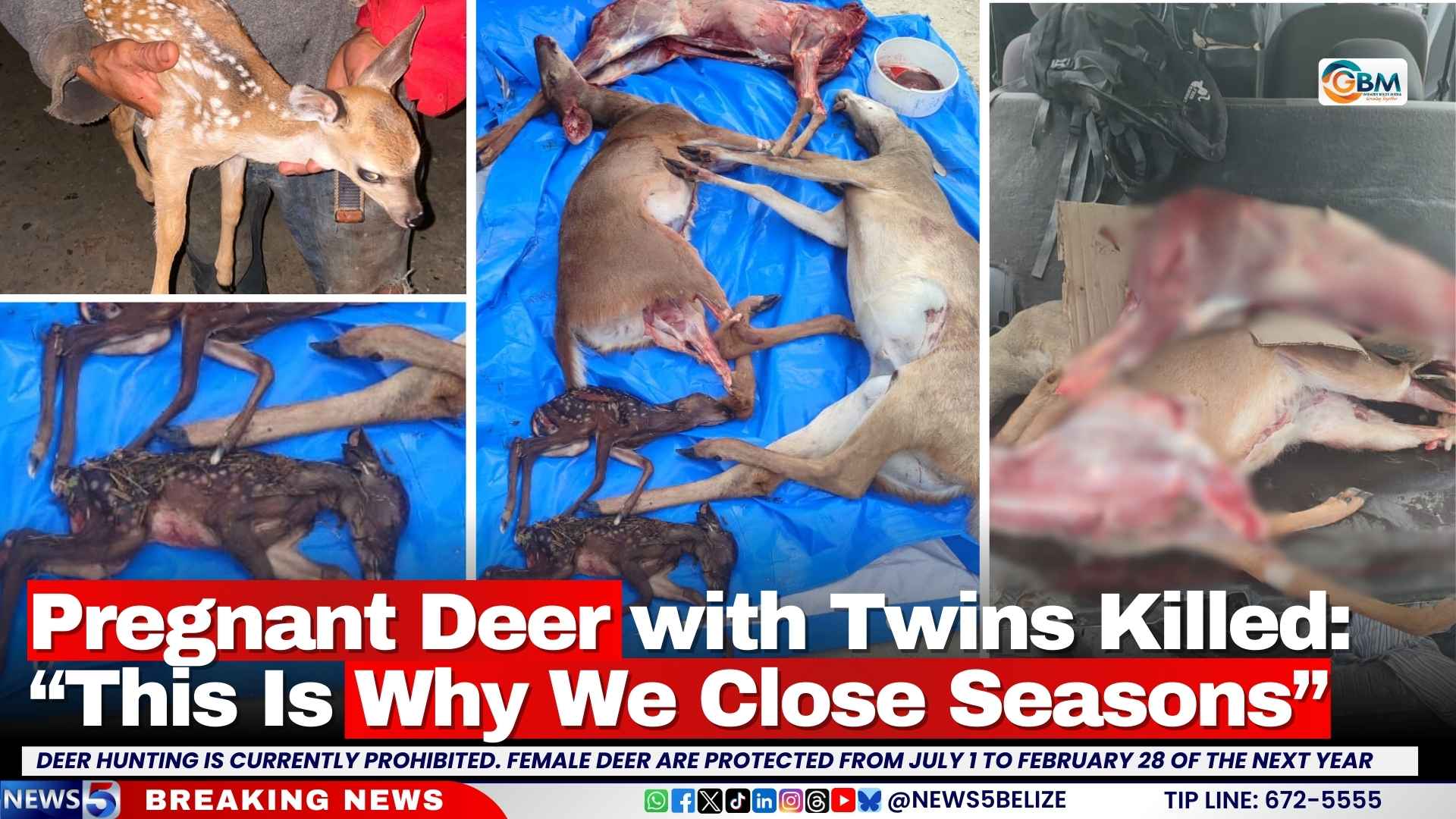 Pregnant Deer with Twins Killed: “This Is Why We Close Seasons”