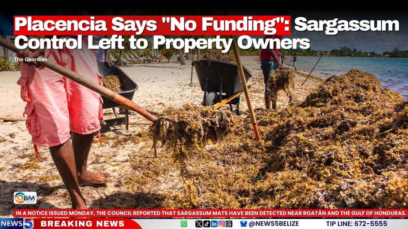 Placencia Says "No Funding": Sargassum Control Left to Property Owners
