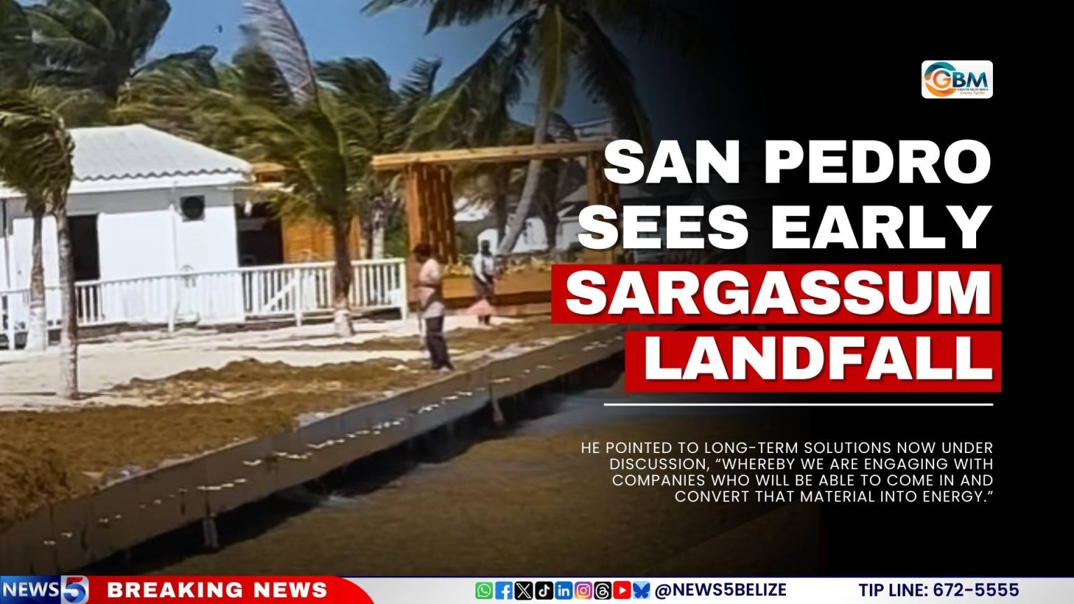 San Pedro Sees Early Sargassum Landfall | Greater Belize Media