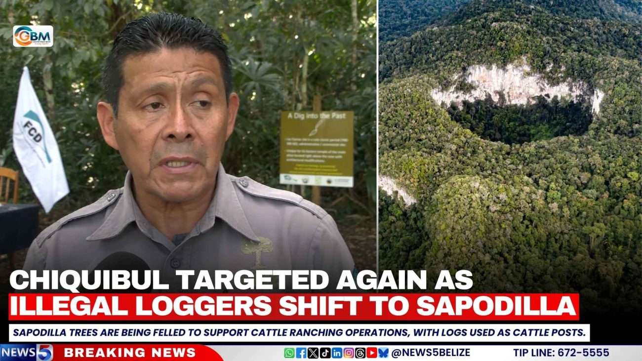 Chiquibul Targeted Again as Illegal Loggers Shift to Sapodilla