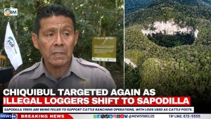Chiquibul Targeted Again as Illegal Loggers Shift to Sapodilla