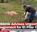 BAHA Advises Urgent Tick Management for El Pilar Cattle